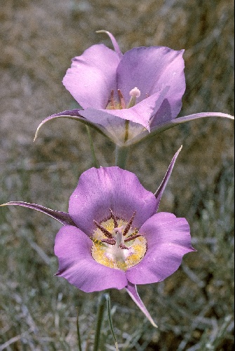 Calochortus macrocarpus